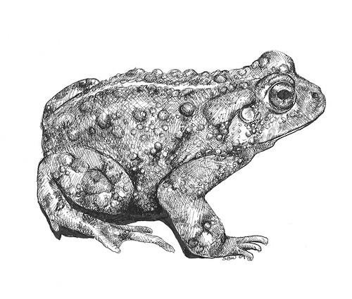 Bufo boreas (Boreal toad), Sara's illustration done for the Utah Division of Wildlife resources